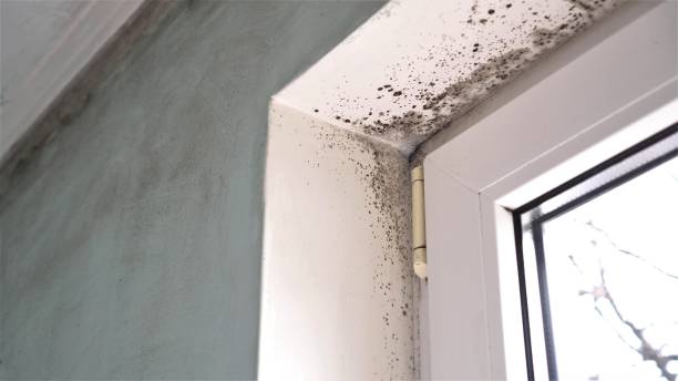 Best Insurance-Related Mold Remediation in Mcarthur, OH