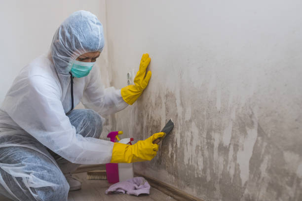 Best Mold Testing and Inspection Services in Mcarthur, OH