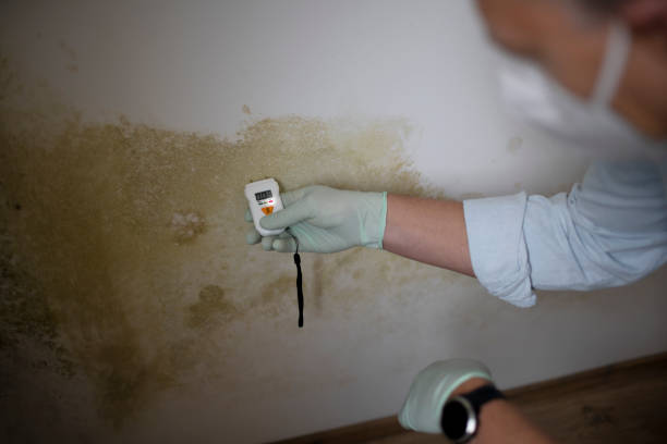Professional Mold Remediation in Mcarthur, OH