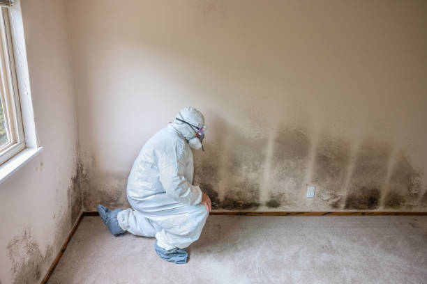 Best Emergency Mold Remediation in Mcarthur, OH