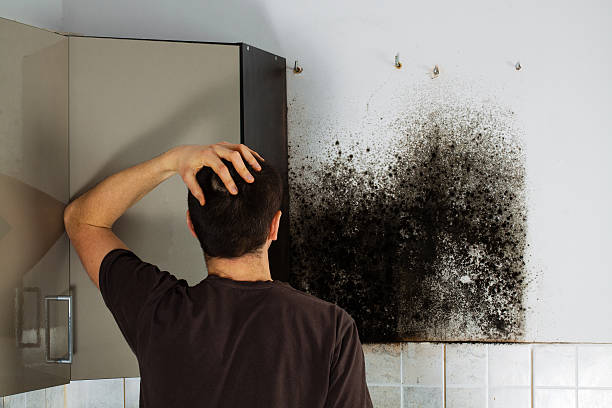 Best Crawl Space Mold Remediation in Mcarthur, OH