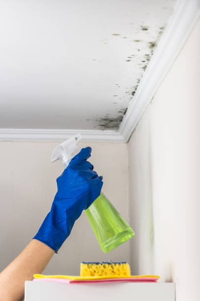 Reliable Mcarthur, OH Mold Remediation Solutions