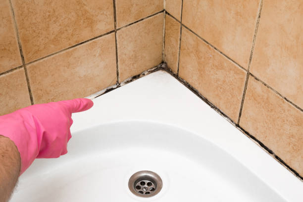 Best Localized Mold Remediation (e.g., coastal areas, humid climates) in Mcarthur, OH